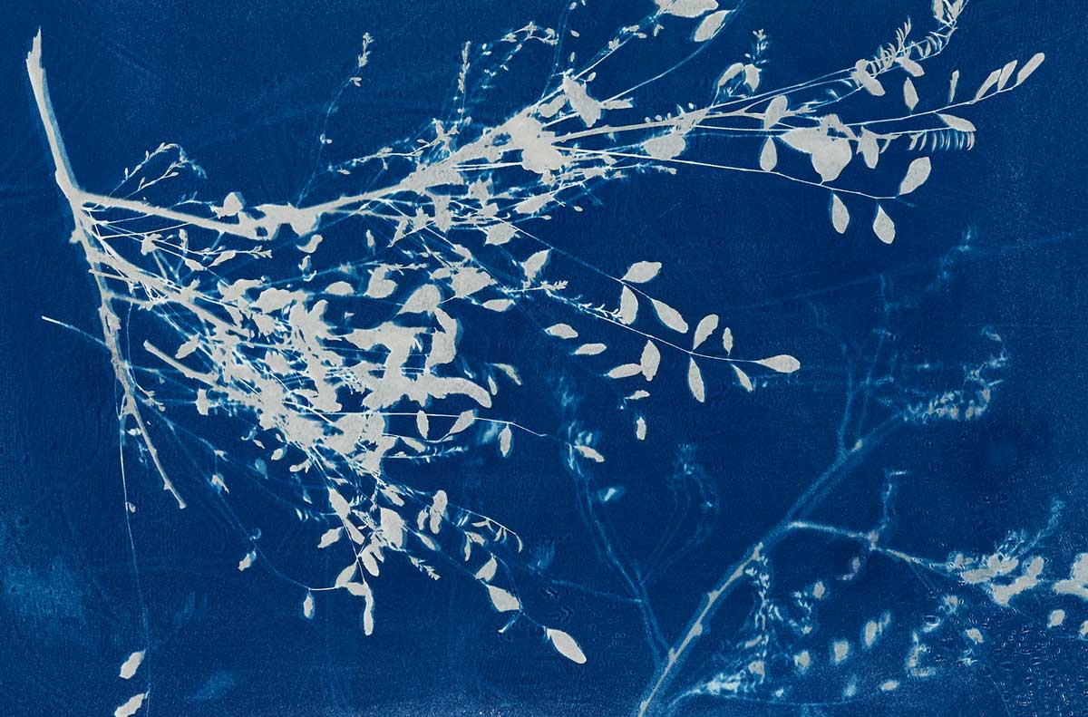 Cyanotype Divider Page